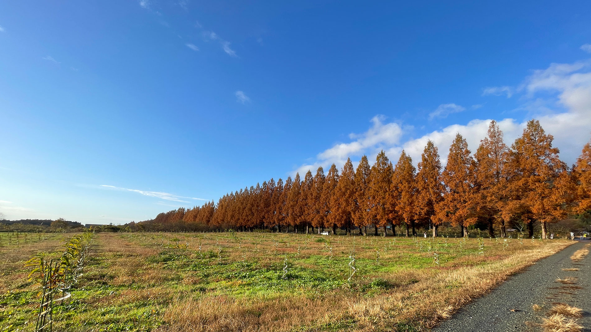 写真:滋賀県メタセコイヤ並木