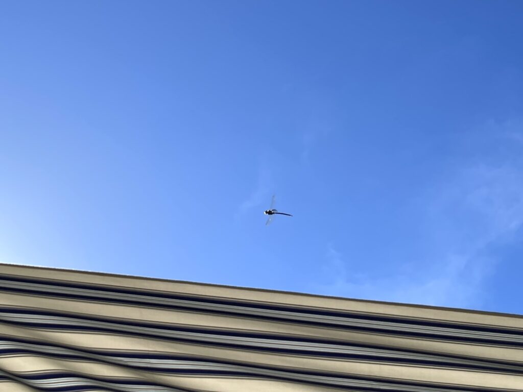 タープの上を飛ぶトンボ