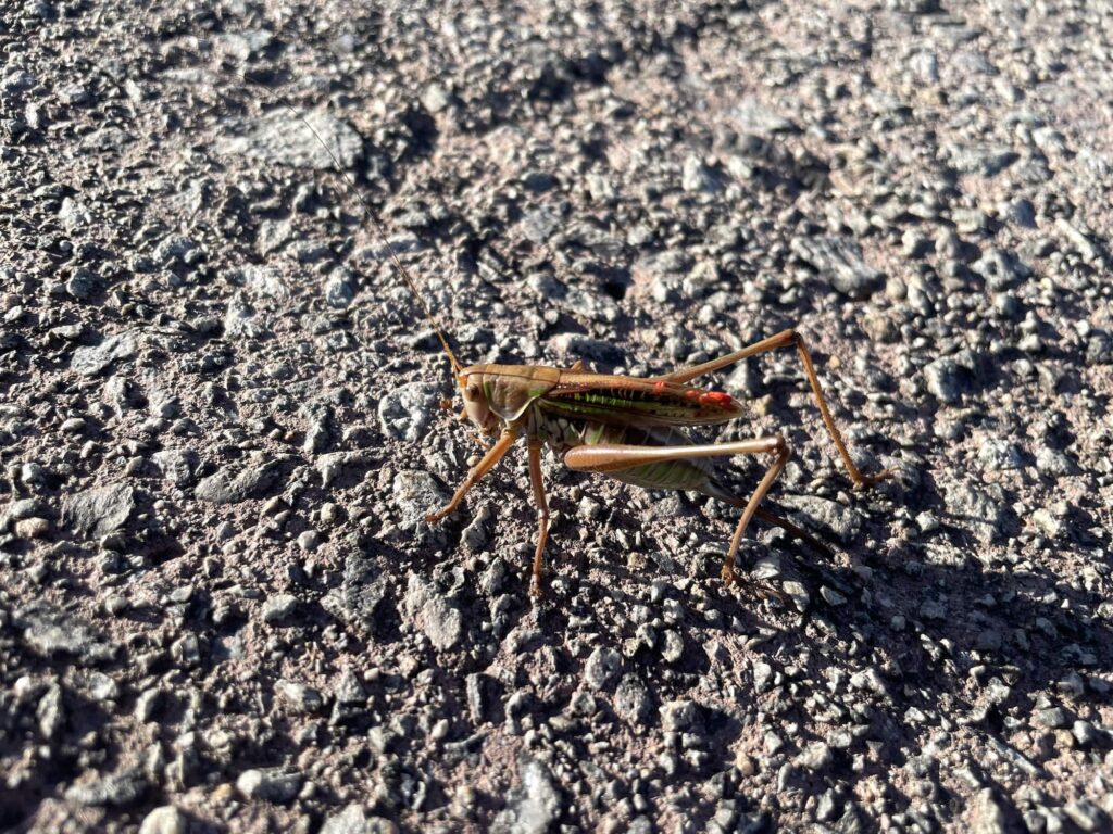 地面を歩くバッタ